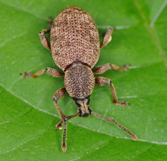 Otiorhynchus singularis