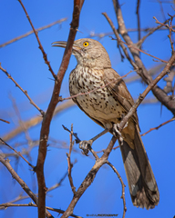 Toxostoma cinereum