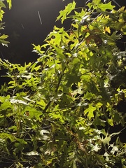 Quercus
