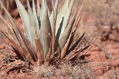 Agave parryi