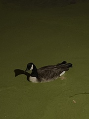 Branta canadensis