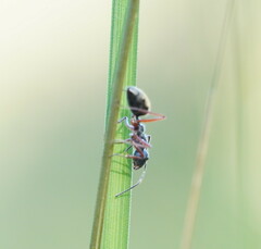 Camponotus suffusus bendigensis