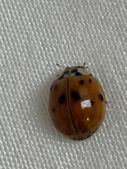 Harmonia axyridis