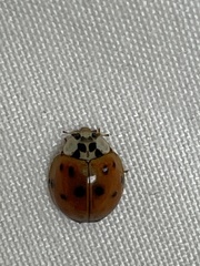 Harmonia axyridis