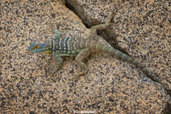 Petrosaurus thalassinus