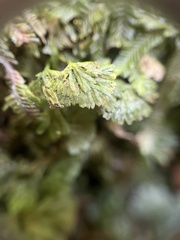 Hymenophyton flabellatum