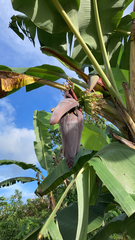 Musa × paradisiaca