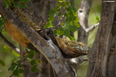 Ctenosaura hemilopha