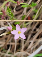 Centaurium erythraea