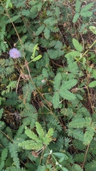 Mimosa pudica