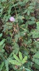 Mimosa pudica