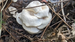 Fungi