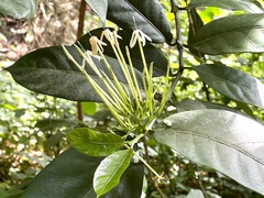 Oxyanthus pyriformis pyriformis