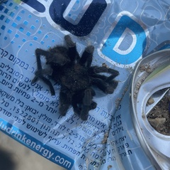 Chaetopelma olivaceum