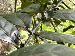 Oxyanthus pyriformis pyriformis