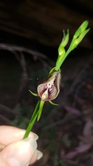 Cryptostylis erecta