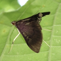 Almonia