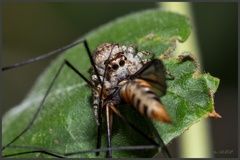 Salticidae