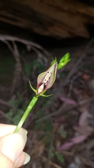 Cryptostylis erecta