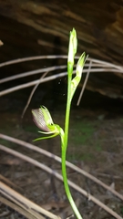 Cryptostylis erecta