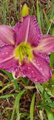 Hemerocallis fulva