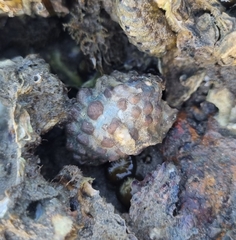 Tenguella marginalba