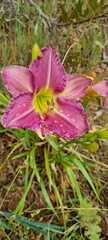 Hemerocallis fulva