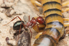 Melophorus rufoniger