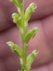 Microtis parviflora