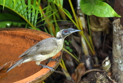 Philemon buceroides