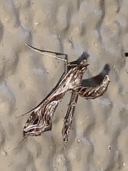 Lineodes integra