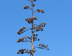 Agave parryi