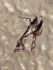 Lineodes integra