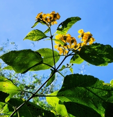 Viguiera