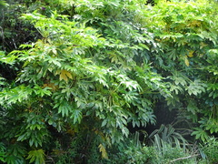 Fatsia japonica