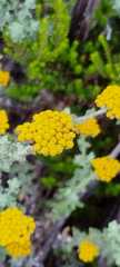 Helichrysum dasyanthum