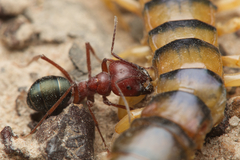 Melophorus rufoniger