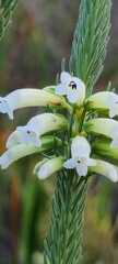 Erica viscaria