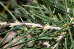Hakea gibbosa
