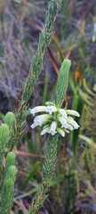 Erica viscaria
