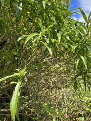 Melicytus lanceolatus