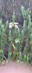 Erica viscaria