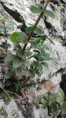 Penstemon baccharifolius