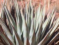Agave parryi