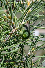 Hakea gibbosa