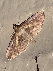 Herpetogramma bipunctalis