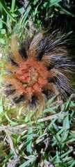 Phyllalia patens