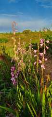 Watsonia knysnana