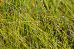 Austrostipa muelleri