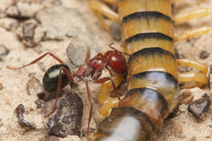 Melophorus rufoniger